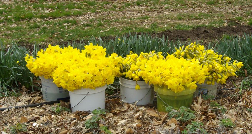 Lilies and lavender Doylestown PA 18901 2153457282 Flowers